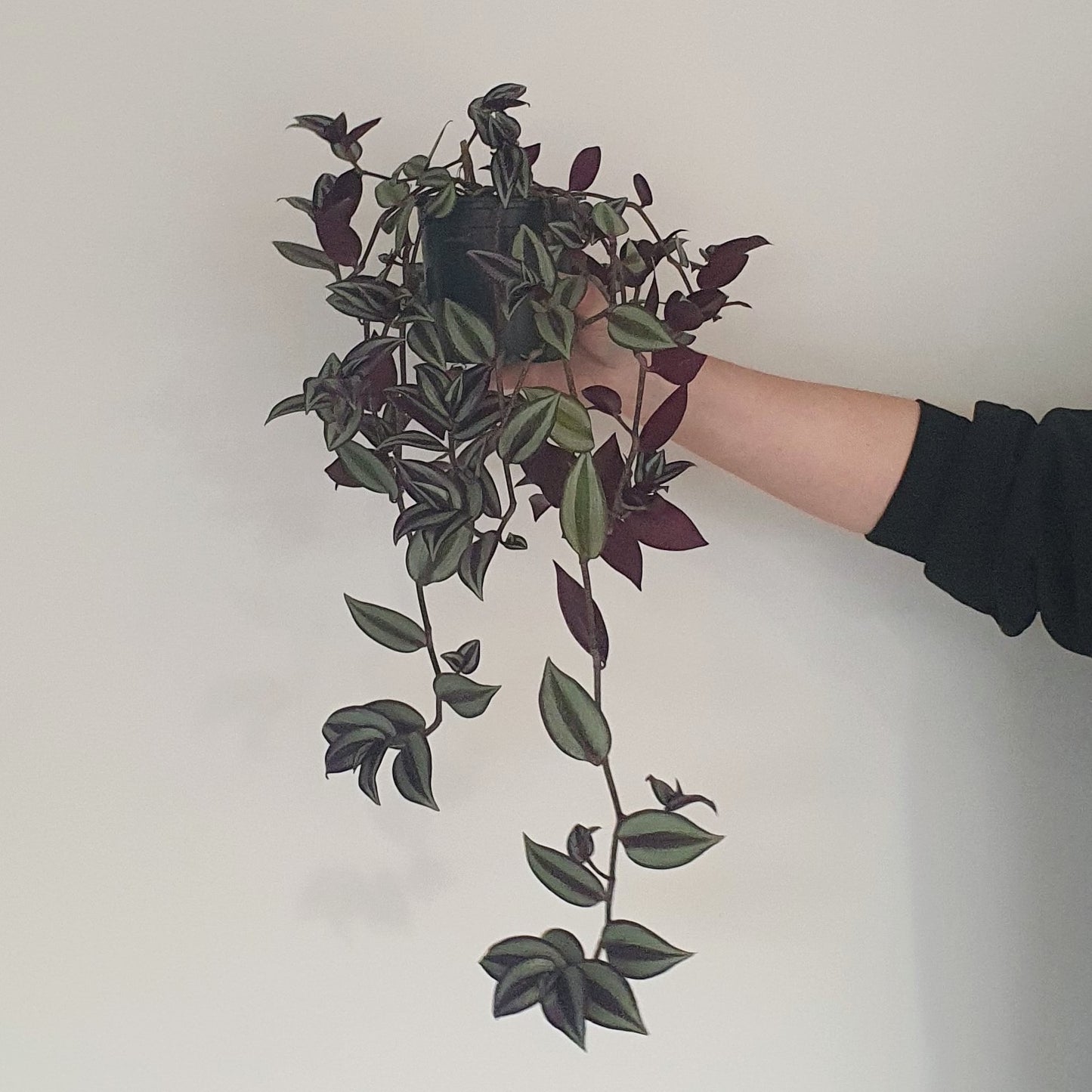 Tradescantia Zebrina (wandering Jew) | Indoor Plant
