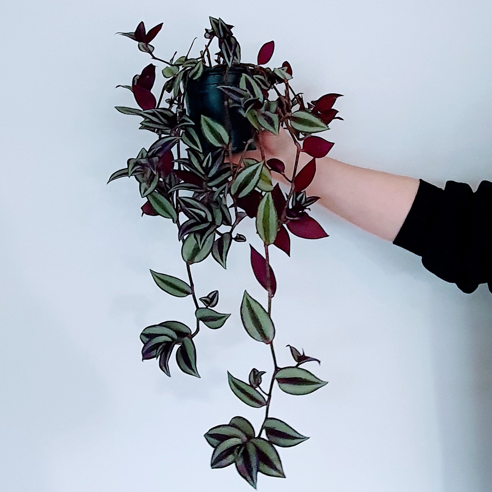 Tradescantia Zebrina wandering Jew Indoor Plant The Foxes Den