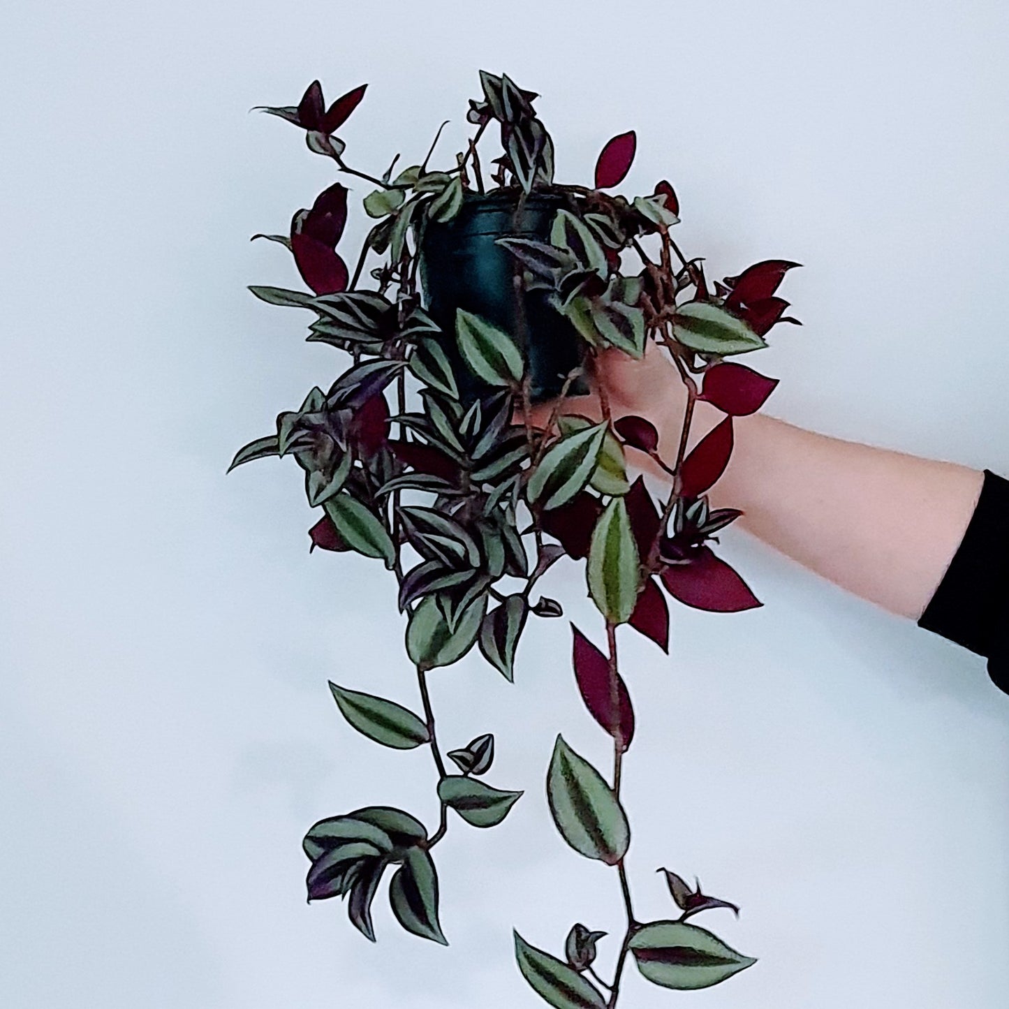 Tradescantia Zebrina (wandering Jew) | Indoor Plant