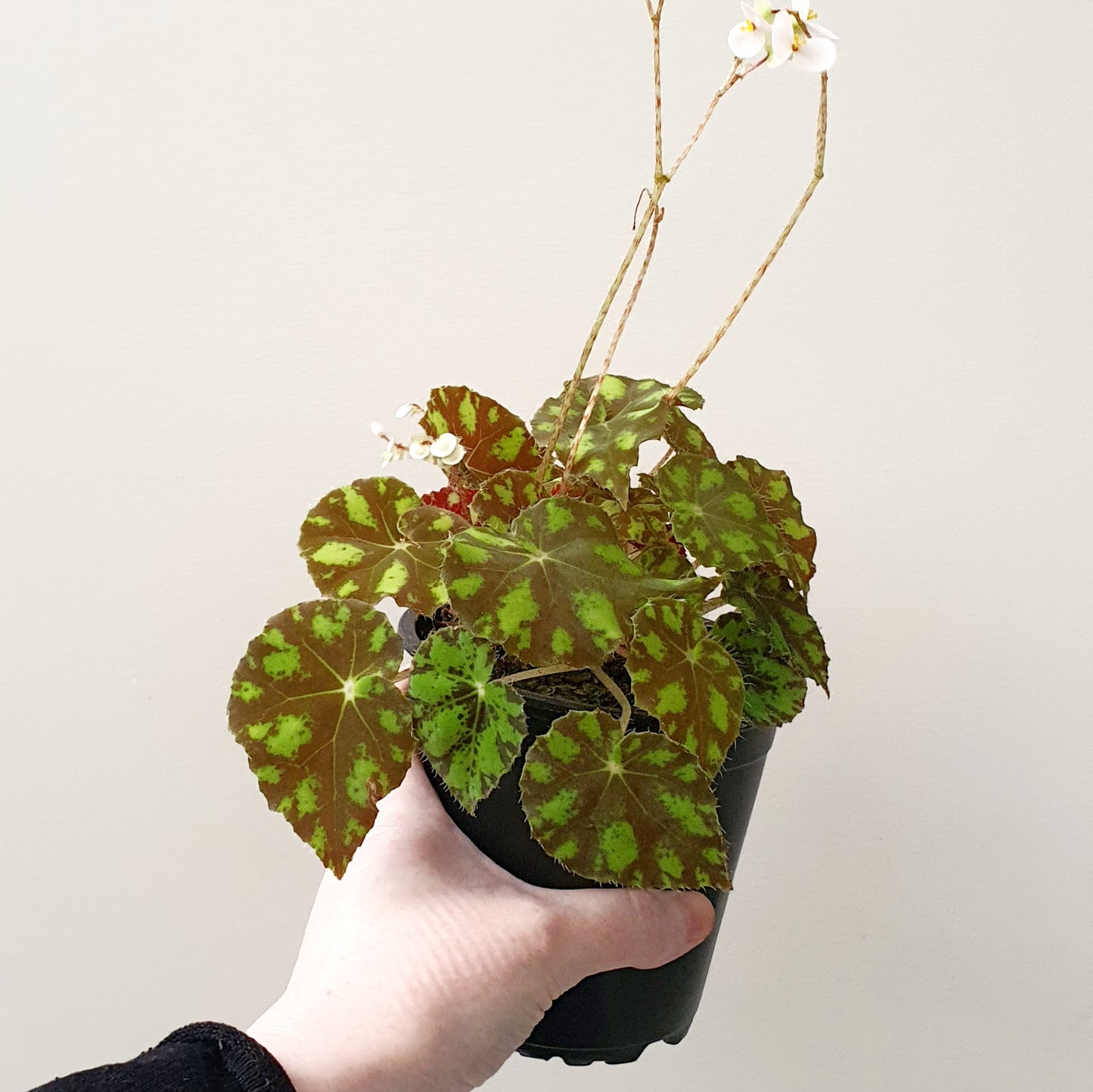 Begonia Tiger Paws/ Eyelash | Indoor Plant