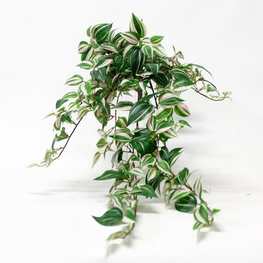 Wandering Dew Hanging Bush