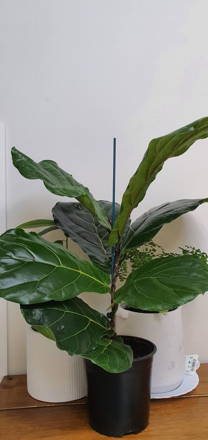 Fiddle Leaf Fig | Indoor Plant