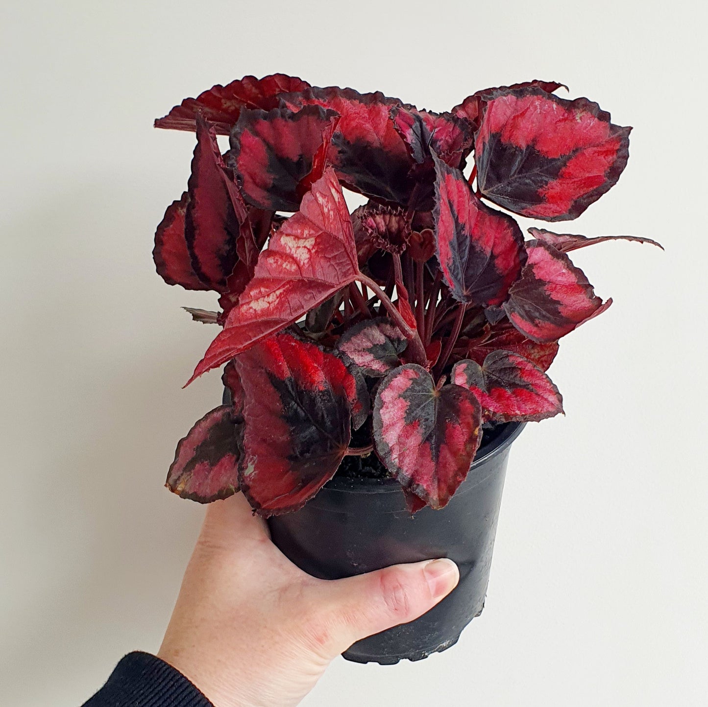 Begonia Red Kiss | Indoor Plant