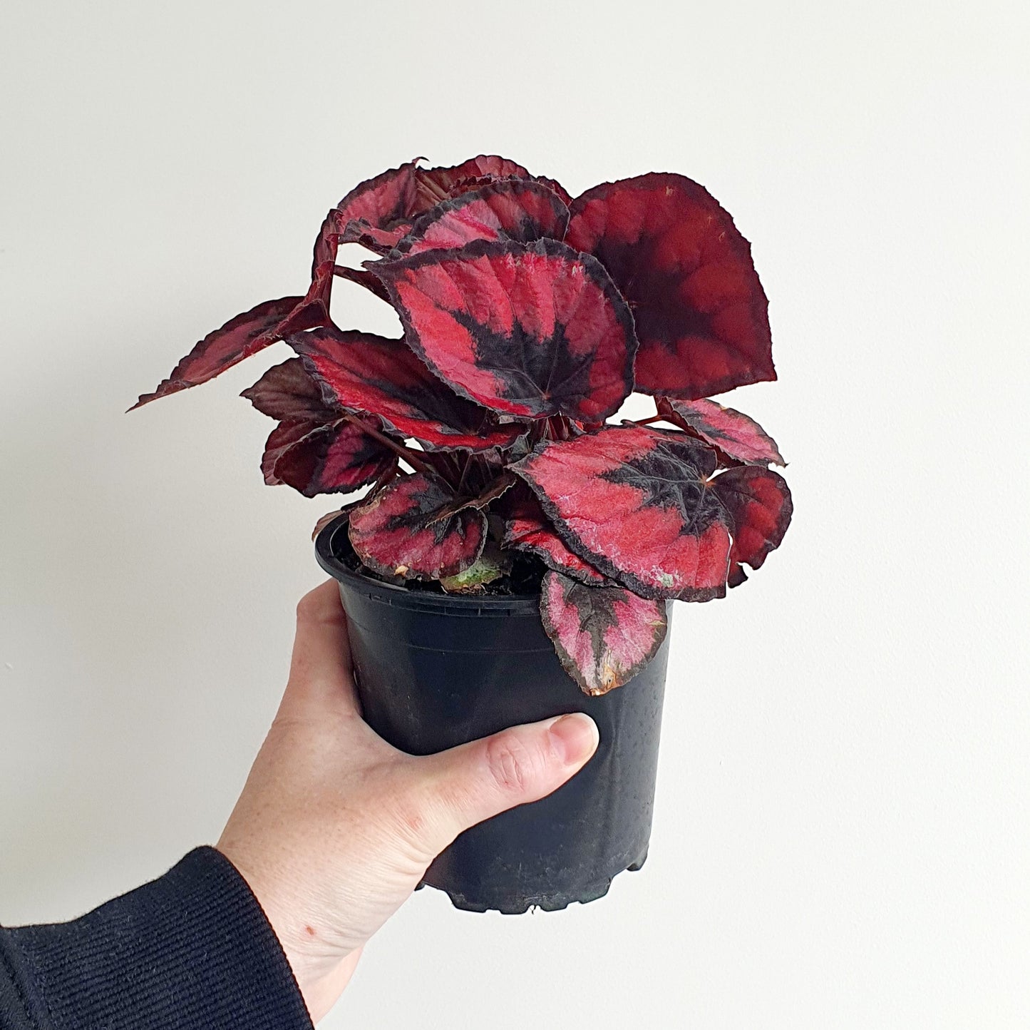 Begonia Red Kiss | Indoor Plant
