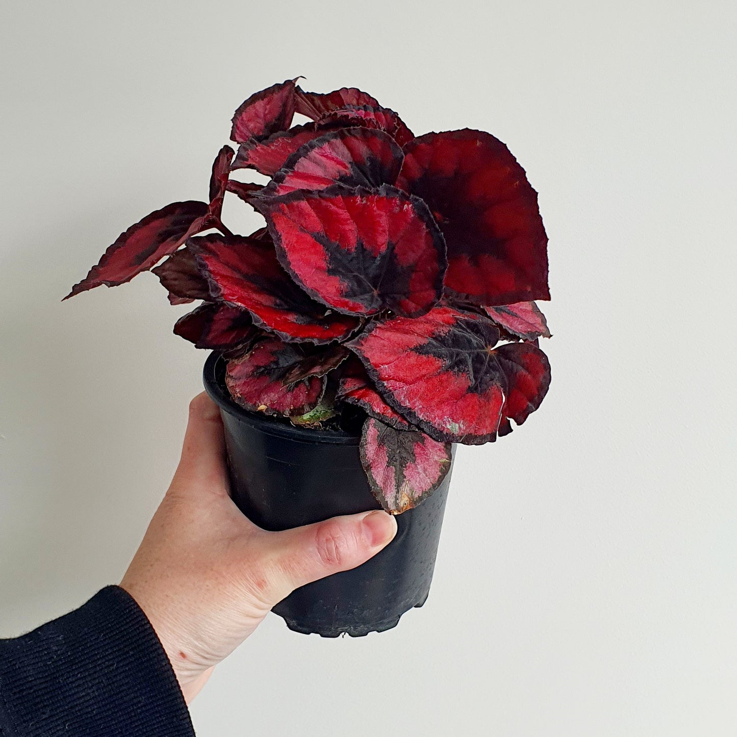 Begonia Red Kiss | Indoor Plant