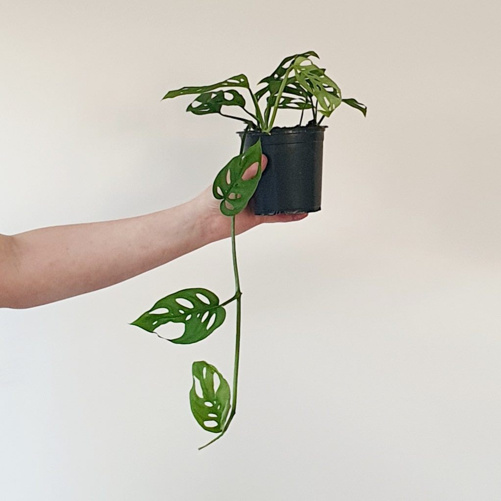 Monstera Adansonii "Swiss Cheese Vine" | Indoor Plant