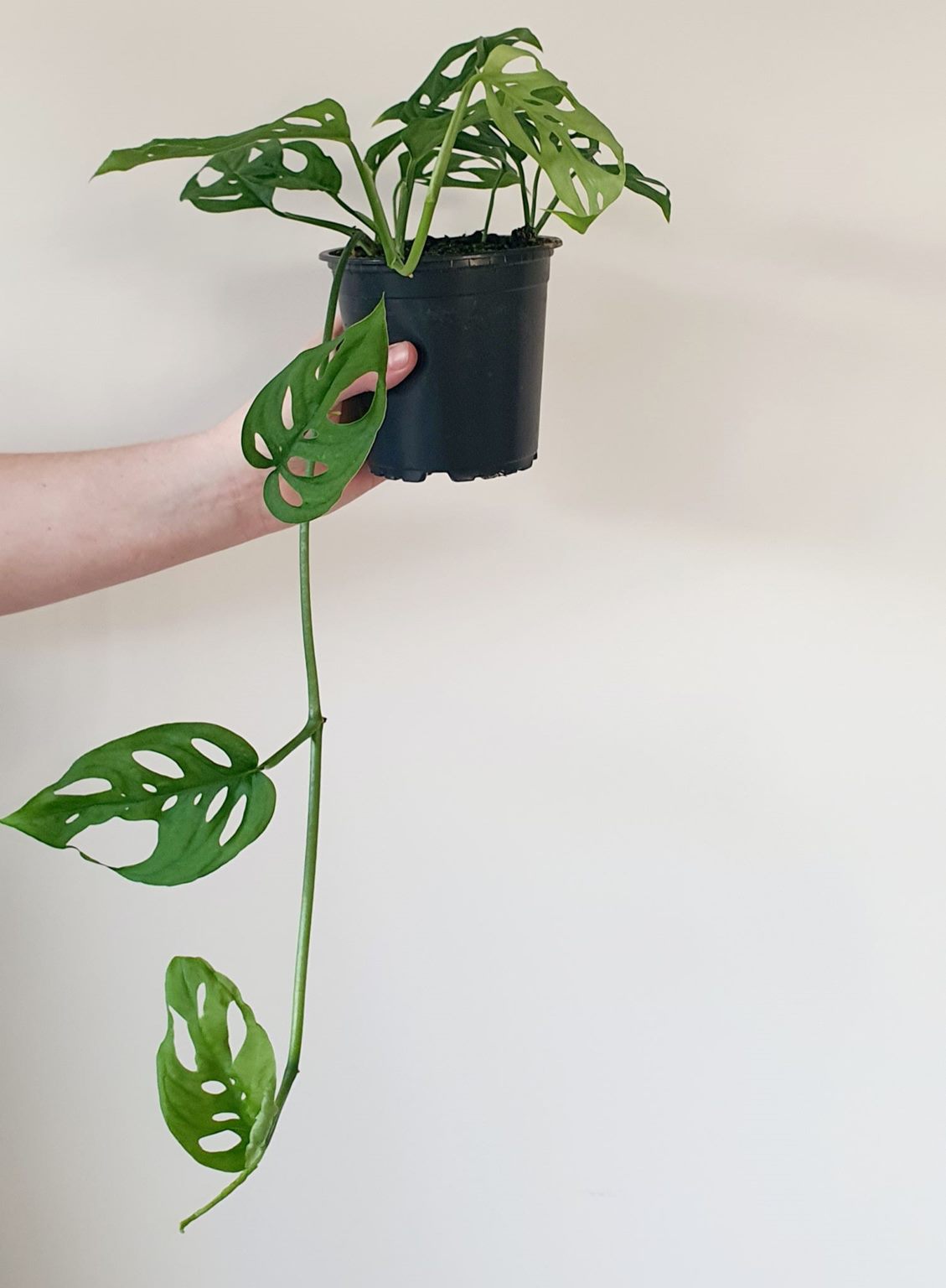 Monstera Adansonii "Swiss Cheese Vine" | Indoor Plant