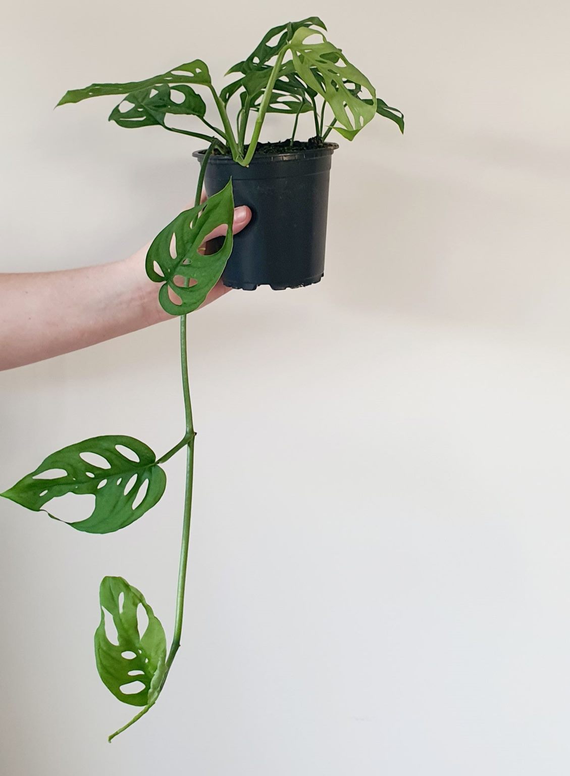 Monstera Adansonii "Swiss Cheese Vine"  | Indoor Plant