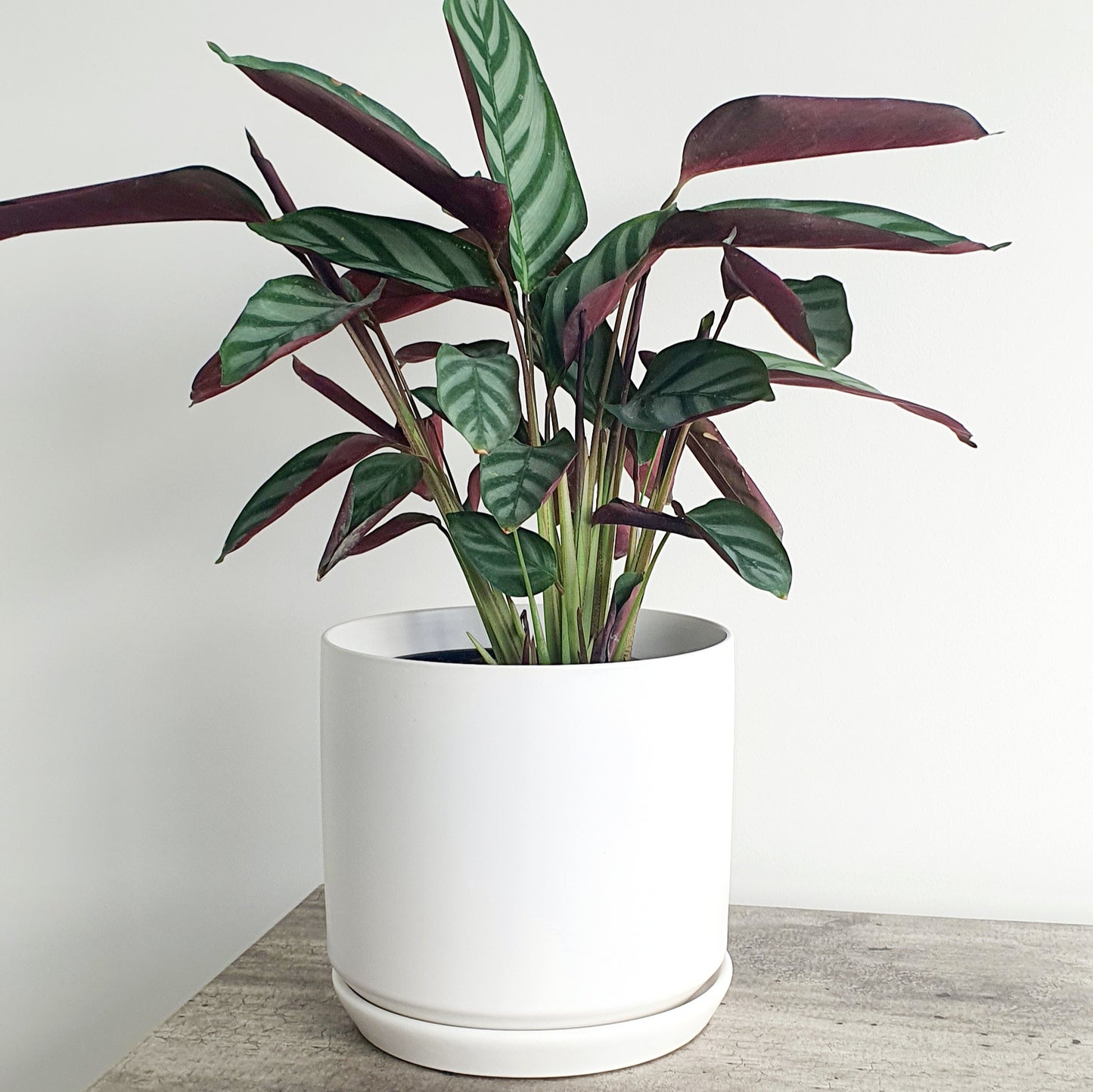 Ceramic Planter | White | 25cm