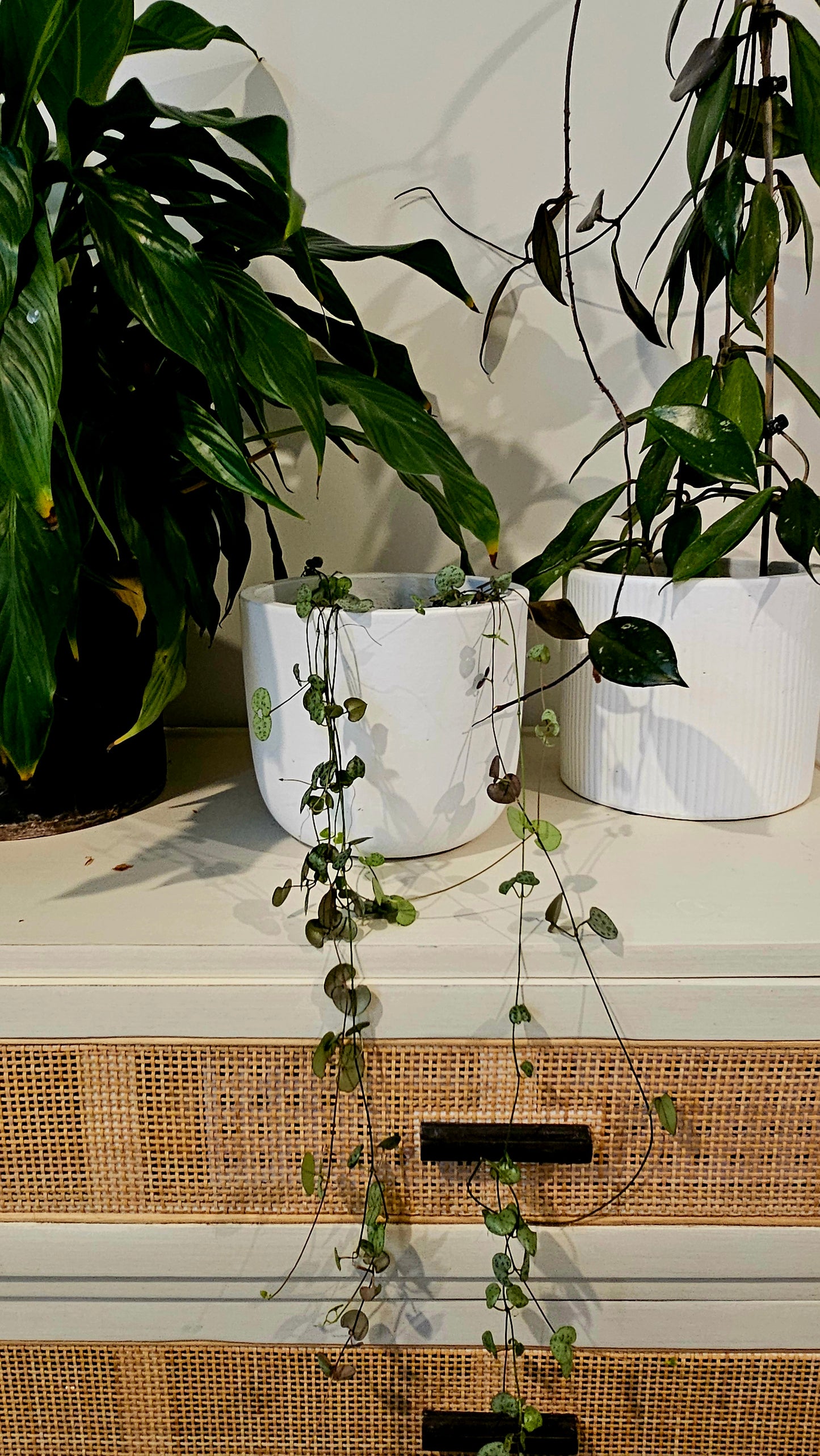 Large Chain of Hearts | Indoor Plant
