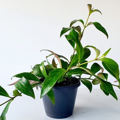 Aeschynanthus radicans (lipstick plant)  | Indoor House Plant