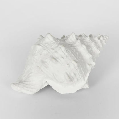 White Sea Shell Decor