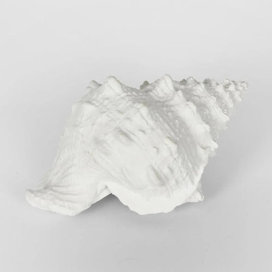 White Sea Shell Decor