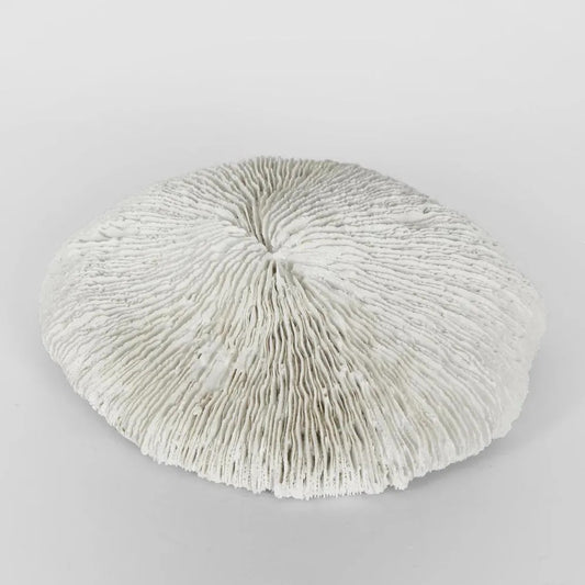 White Sea Urchin Decor