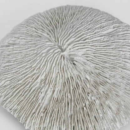 White Sea Urchin Decor