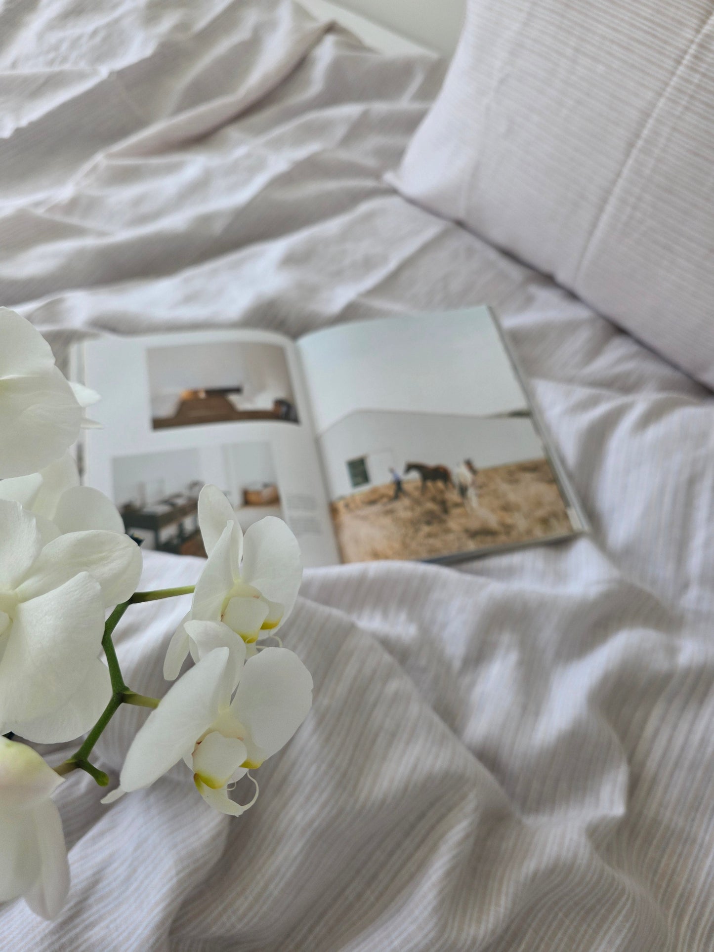 White orchids on a white textured fabric background