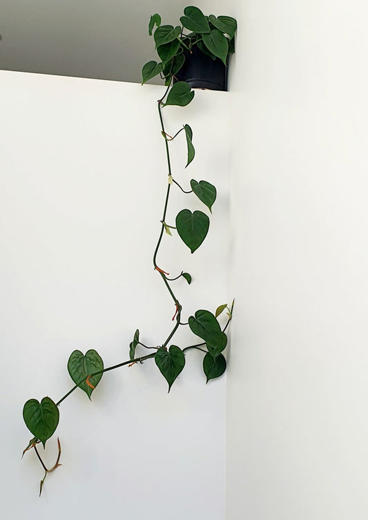 Philodendron Cordatum Heartleaf | Indoor Plant ( trailing Plant )
