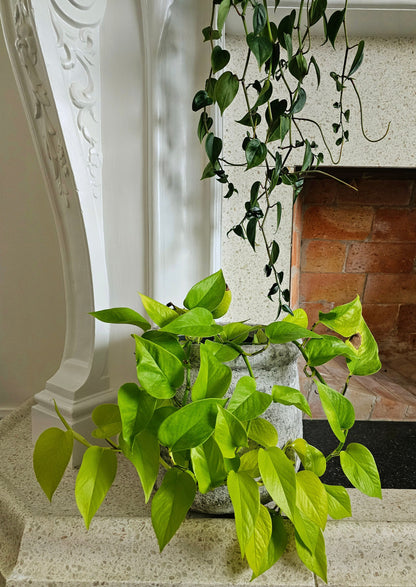 Epiprenum Aureum Gold Neon | Indoor Plant
