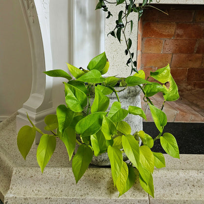 Epiprenum Aureum Gold Neon | Indoor Plant