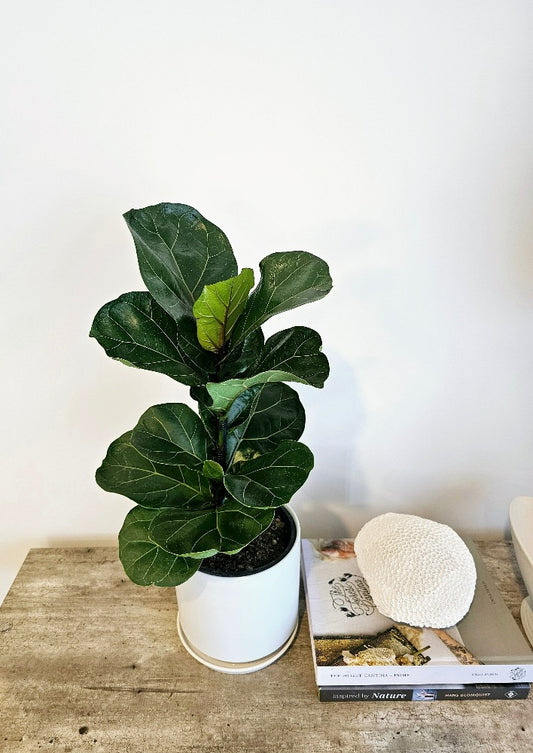 Ficus lyrata 'Little Sunshine" | Indoor Plant