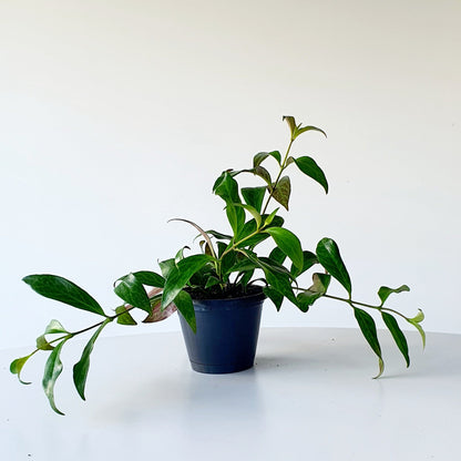 Aeschynanthus radicans (lipstick plant)  |  Indoor Plant