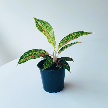 Aglaonema Night Sparkle | Indoor Plant