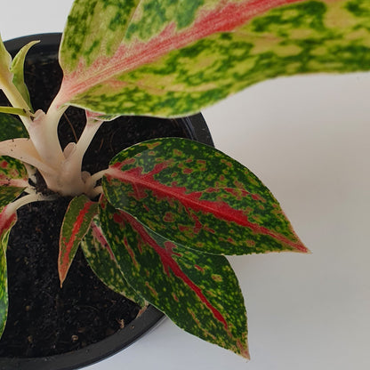 Aglaonema Night Sparkle | Indoor Plant