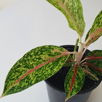 Aglaonema Night Sparkle | Indoor Plant