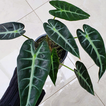 Alocasia Amazonica Bambino | Indoor Plant