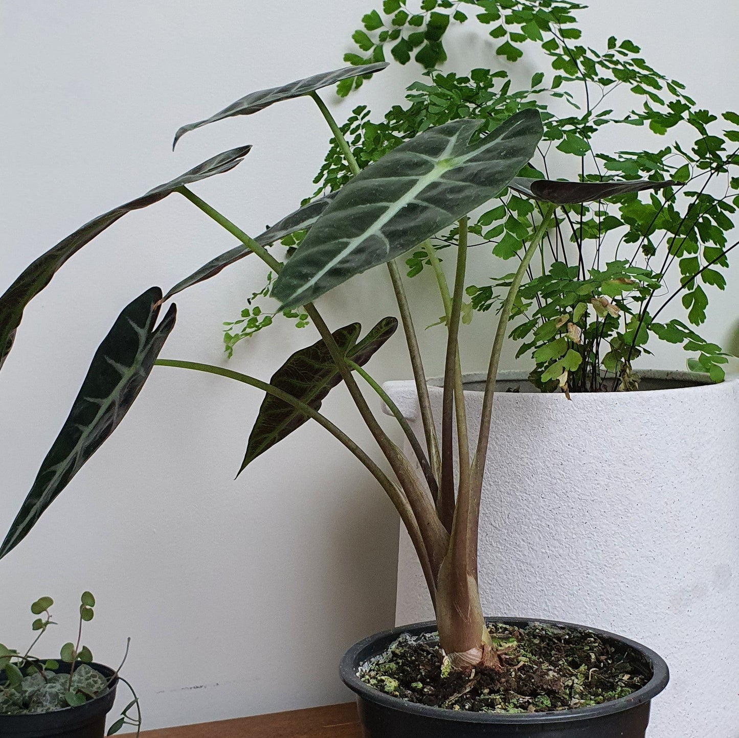 Alocasia Amazonica Bambino | Indoor Plant