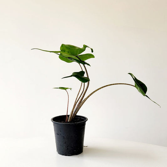 Alocasia Macrorrhiza - Stingray | Indoor House Plant