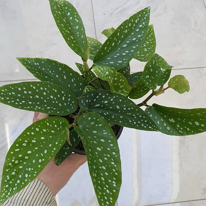 Angel Wing Begonia | Indoor Plant