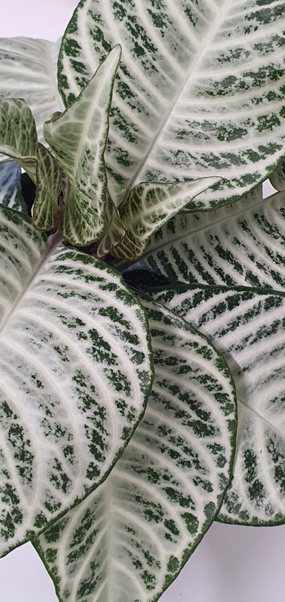 Aphelandra Snowflake | Indoor Plant