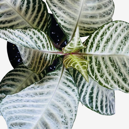 Aphelandra Snowflake | Indoor Plant