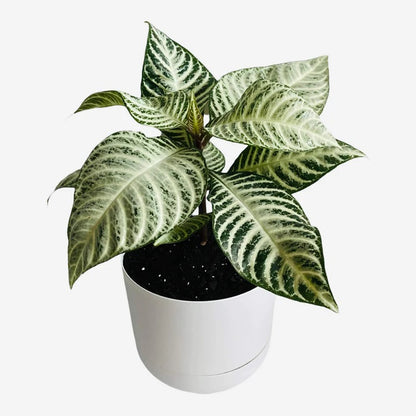 Aphelandra Snowflake | Indoor Plant