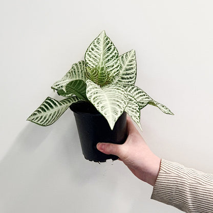 Aphelandra Snowflake | Indoor Plant