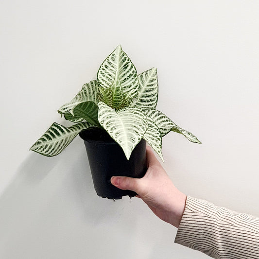 Aphelandra Snowflake | Indoor Plant