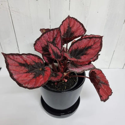 Begonia Red Kiss | Indoor Plant