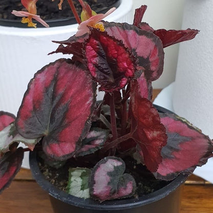 Begonia Red Kiss | Indoor Plant
