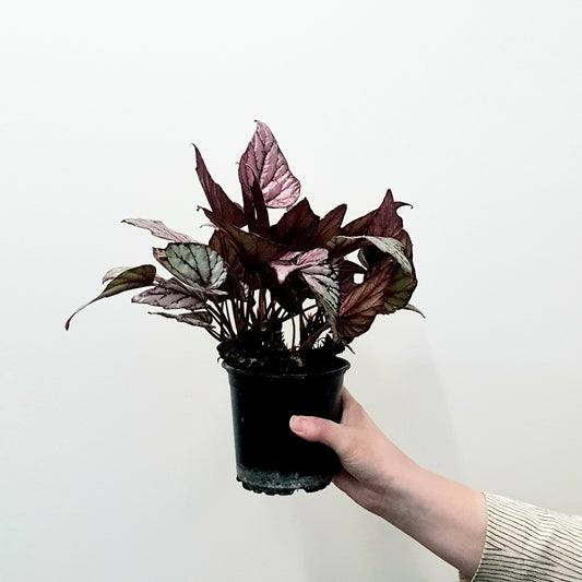 Begonia Rex | Indoor Plant