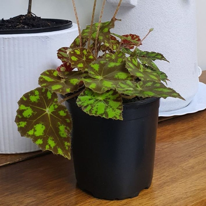 Begonia Tiger Paws/ Eyelash | Indoor Plant