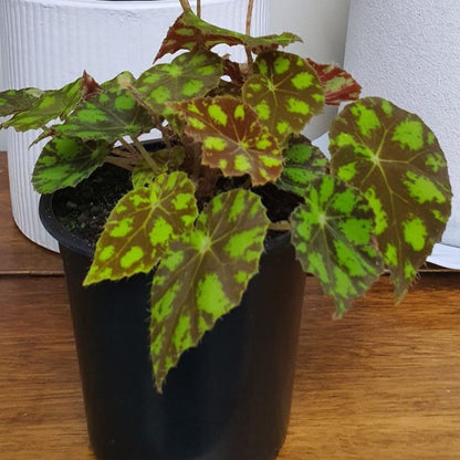 Begonia Tiger Paws/ Eyelash | Indoor Plant