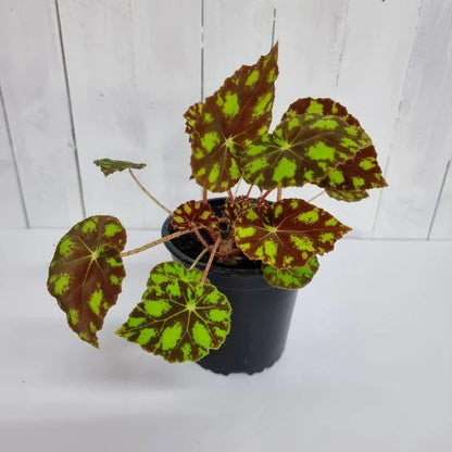 Begonia Tiger Paws/ Eyelash | Indoor Plant