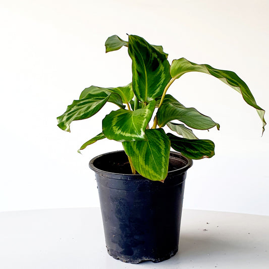 Calathea Bicajoux ( RARE! ) Indoor House Plant