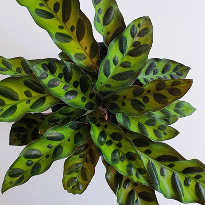 Calathea Lancifolia | Indoor Plant