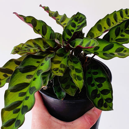 Calathea Lancifolia | Indoor Plant