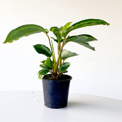 Calathea Maria | Indoor House Plant