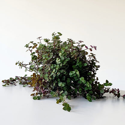 Callisia Repens - Bubbles | Indoor Plant