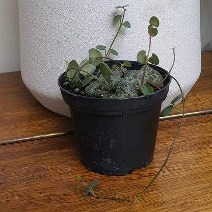 Chain of Hearts | Indoor Plant