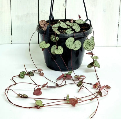 Chain of Hearts | Indoor Plant